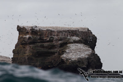 Australasian Gannet 8226.jpg