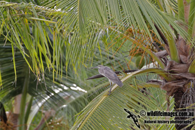 Western Reef Egret 0074.jpg