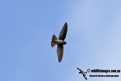 Australian Swiftlet 6538.jpg