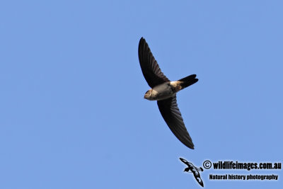 Australian Swiftlet 6566.jpg