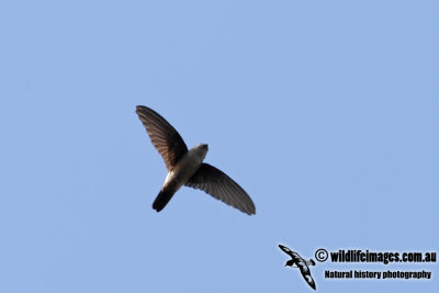 Australian Swiftlet 6636.jpg