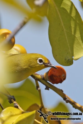 Pale White-eye 8468.jpg