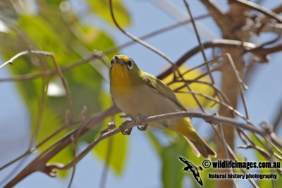 Pale White-eye 8476.jpg