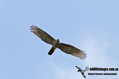 g4/73/838473/3/145926545.nx6pJMoA.jpg