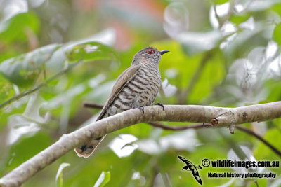 Little Bronze-Cuckoo 5888.jpg