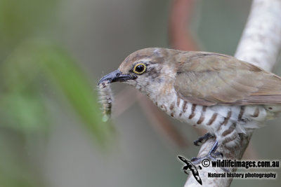 Little Bronze-Cuckoo 6124.jpg