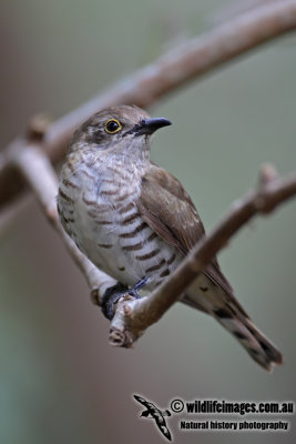 Little Bronze-Cuckoo 6243.jpg