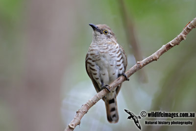 Little Bronze-Cuckoo 6295.jpg