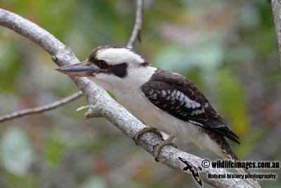 Laughing Kookaburra 6316.jpg