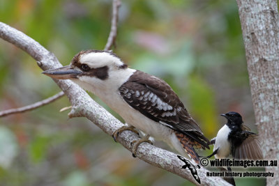 Laughing Kookaburra 6318.jpg