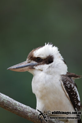 Laughing Kookaburra 6346.jpg