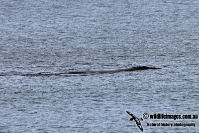 Southern Right Whale 5726.jpg