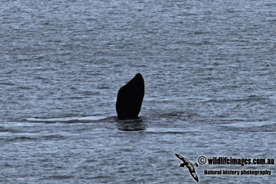 Southern Right Whale 5734.jpg