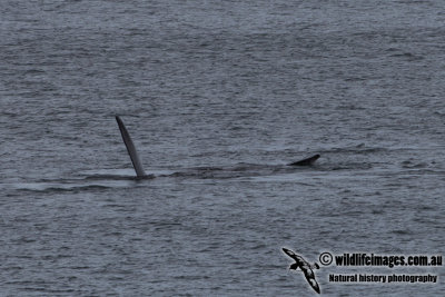 Southern Right Whale 5740.jpg