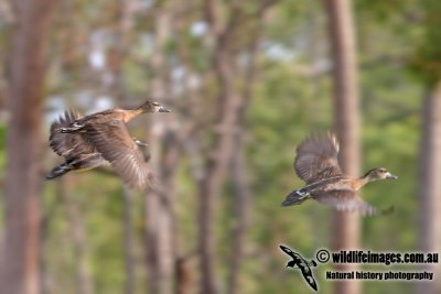 Spotted Whistling-Duck 6334.jpg