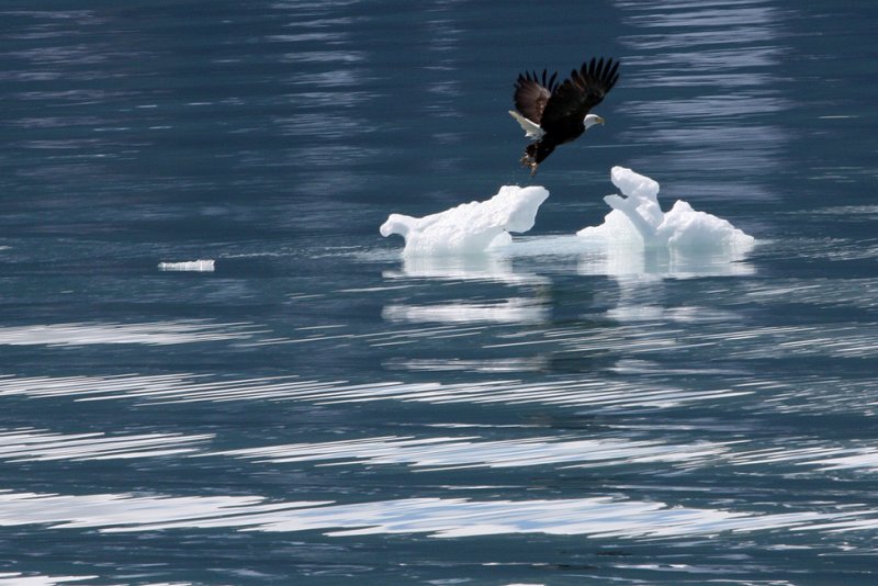 eagle on ice-Northwestern Fjord