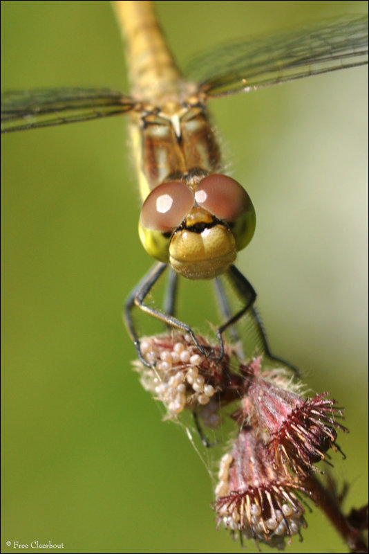 Bruinrode Heidelibel