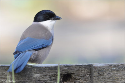 Azure Winged Magpie #4