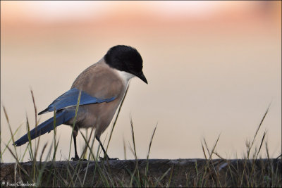 Azure Winged Magpie #2