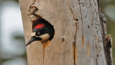Acorn Woodpecker 02.jpg