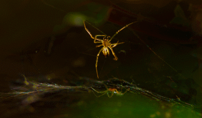 _MG_4776-spider-mite.gif