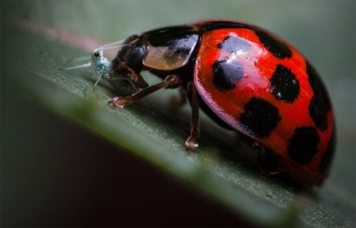 _MG_5499-ladybug-feasting-1.jpg