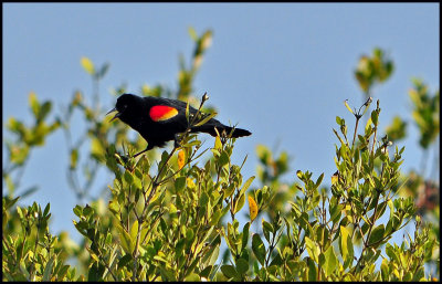 Red Winged Black Birds in the Mangroves