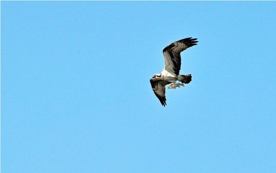Osprey with a meal