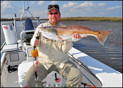 Will from New Hampshire with a 31 Redfish