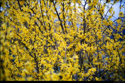 Scan-110326-0034edit.jpg