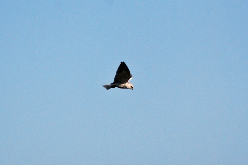Black shouldered kite.jpg