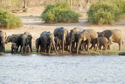 Elephants in Chobe River.jpg