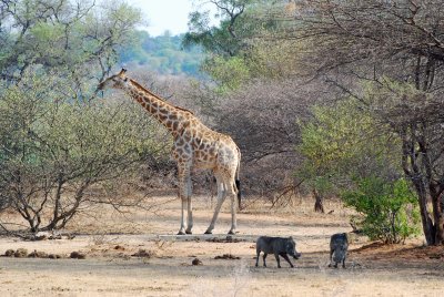 Giraffe and warthogs.jpg