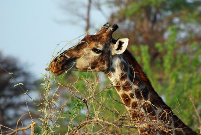 Giraffe eating.jpg