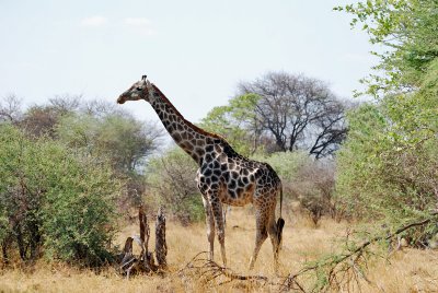 Giraffe.jpg