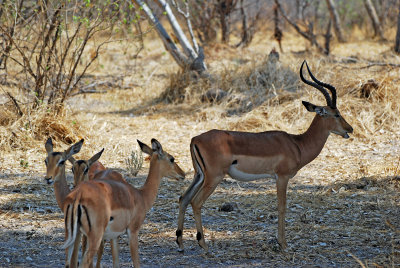 Impala male.jpg