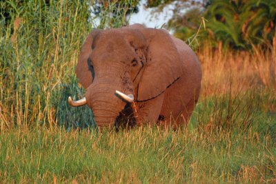 Large Bull Elephant.jpg