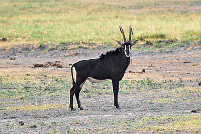 Sable antelope2.jpg
