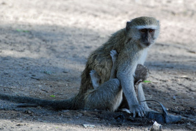 Vervet monkey and baby.jpg