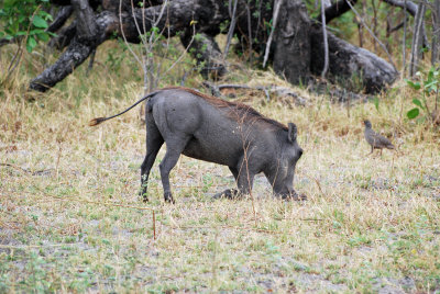 Warthog feeding.jpg