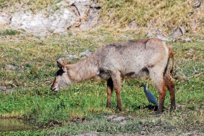 Waterbuck female.jpg