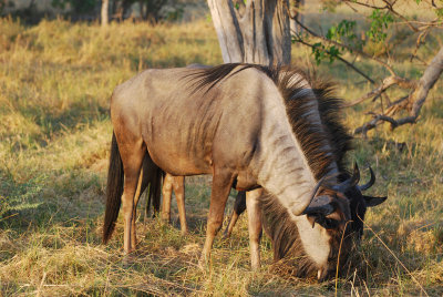 Wildebeest2.jpg