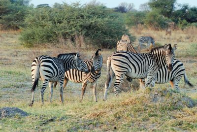 Zebra herd2.jpg