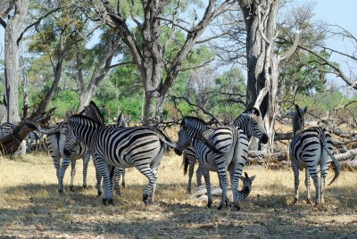 Zebra herd3.jpg