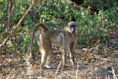 baboon male.jpg