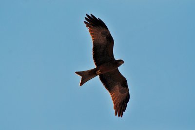 Black kite.jpg