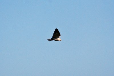 Black shouldered kite.jpg