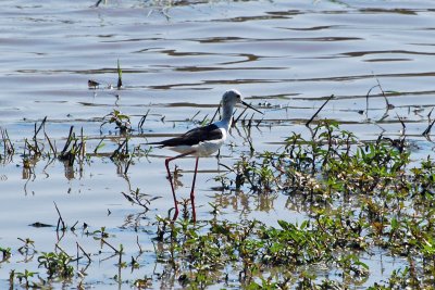 Black winged stilt2.jpg