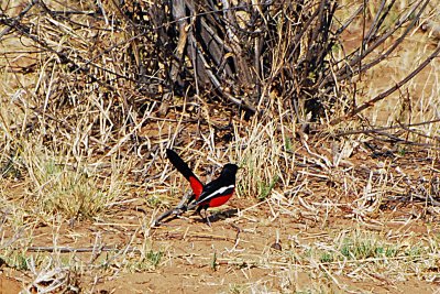 Crimson breaster shrike.jpg