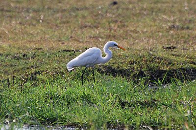Egret1.jpg